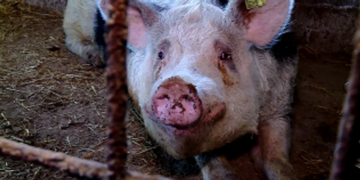 Pericolul-pestei-porcine-africane-se-reaprinde-Focar-nou-ntr-o-gospodrie-din-Olt-Interdicii-i-la-vecinii-bulgari