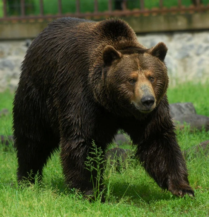 Un-cuplu-de-turiti-a-fost-atacat-de-un-urs-n-staiunea-Slnic-Moldova