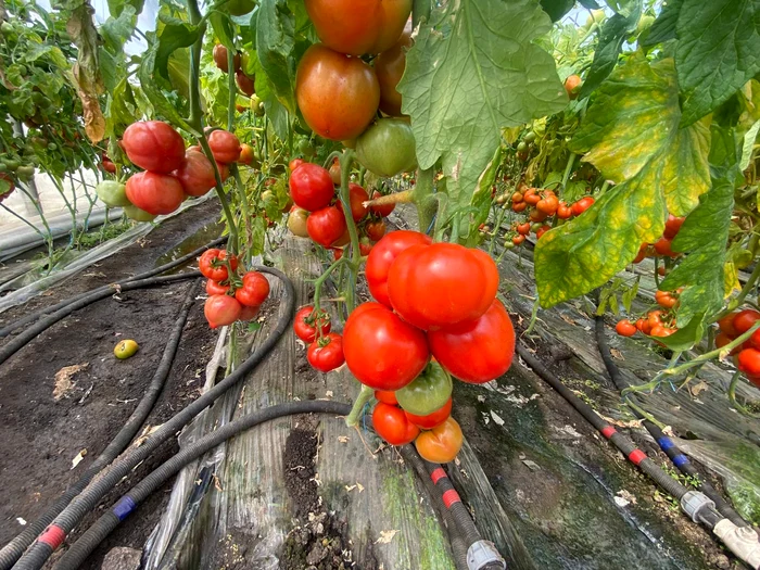 Un-nou-blocaj-pe-piaa-legumelor-Avem-solarii-pline-de-tomate-care-vor-rmne-nerecoltate-Ct-a-sczut-preul