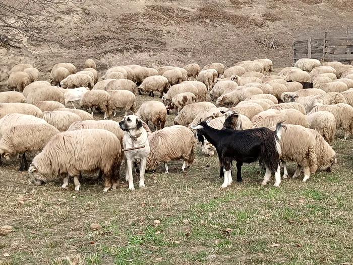 Fermierii-romni-vor-avea-accesul-facilitat-la-fondurile-FEADR-pentru-animale-de-reproducie