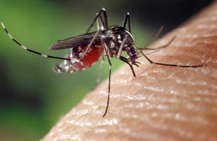Infecia-cu-virusul-West-Nile-afecteaz-i-omul-i-animalele-Ce-este-cum-se-transmite-boala-care-sunt-simptomele-Se-ntmpl-n-fiecare-var