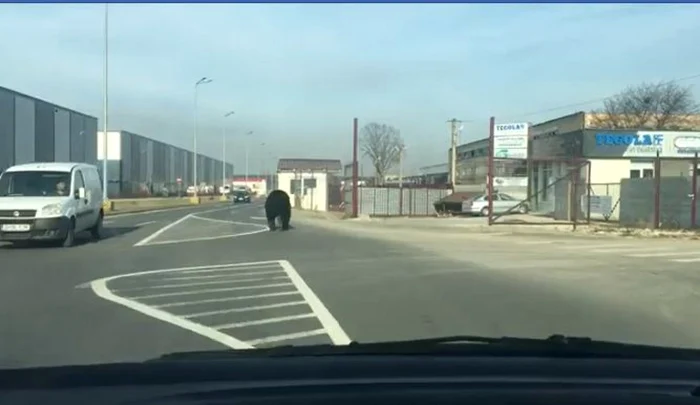 Primarul-Braovului-Am-avut-30-de-relocri-de-urs-n-trei-ani-nc-sunt-apeluri-la-112-care-sunt-ignorate