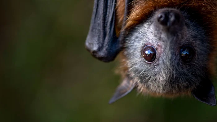 Stare-de-alert-sanitar-virusul-Nipah-a-ucis-un-copil-de-14-ani
