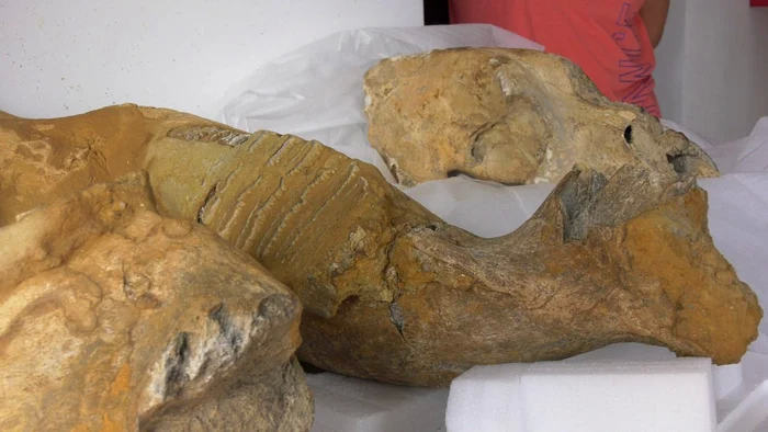 Valea-Buzului-un-cimitir-preistoric-ascuns-Descoperirea-care-rescrie-istoria-Romniei