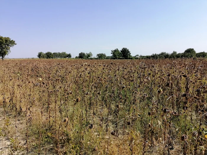 Ministrul-Agriculturii-anun-despre-plata-despgubirilor-pentru-culturile-calamitate