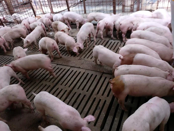 Noi-reguli-pentru-creterea-porcilor-i-psrilor-i-reducerea-emisiilor-produse-n-fermele-de-animale