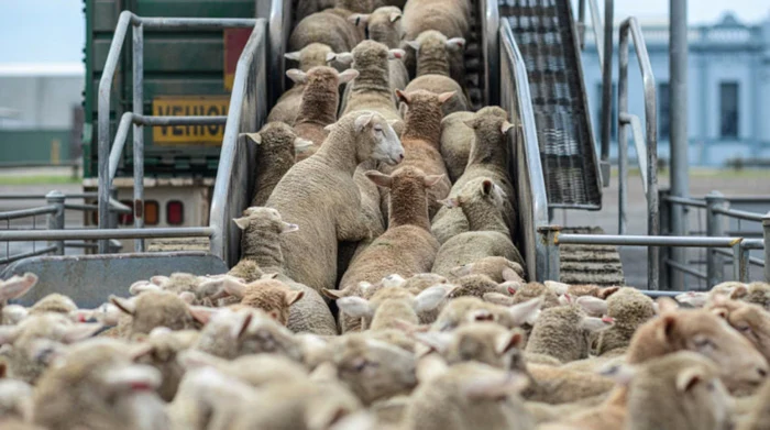 Pesta-ovinelor-nu-mpiedic-exporturile-Romnia-a-trimis-aproape-73000-de-animale-n-rile-arabe