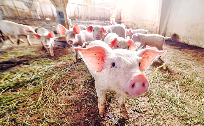 -Peste-83000-de-porci-sacrificai-n-ase-ani-ca-urmare-a-mbolnvirilor-cu-pest-porcin-african-n-Buzu