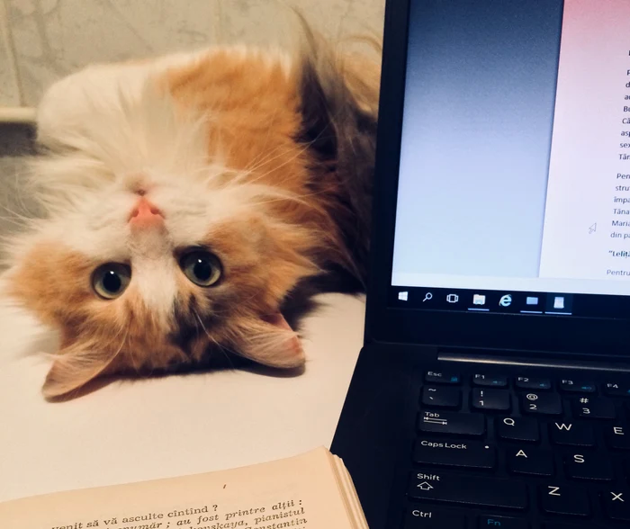 Test-de-cultur-general-Pisici-pisici-E-plin-lumea-de-feline