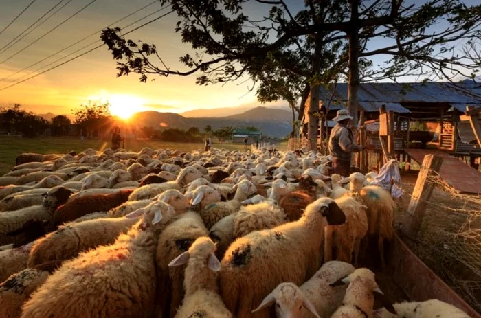 Tot-mai-multe-focare-de-pest-la-oi-233000-de-animale-sunt-infectate