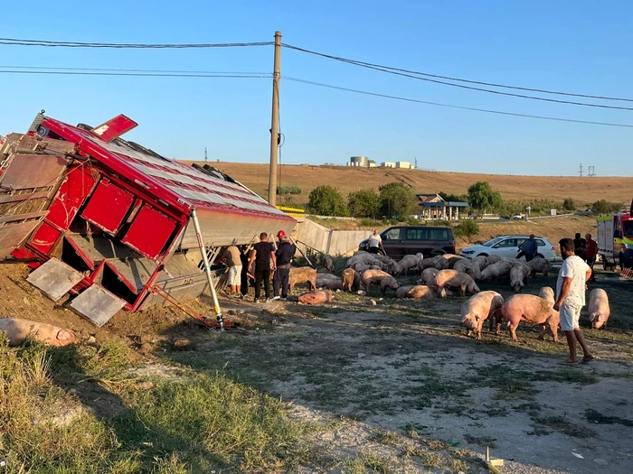Un-TIR-ncrcat-cu-porci-s-a-rsturnat-ntr-o-localitate-din-Olt-Zeci-de-animale-au-murit-FOTO