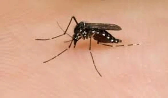 Virusul-Oropouche-asemntor-Zika-a-ajuns-n-Europa-Ct-de-periculos-este-i-ce-recomand-autoritile