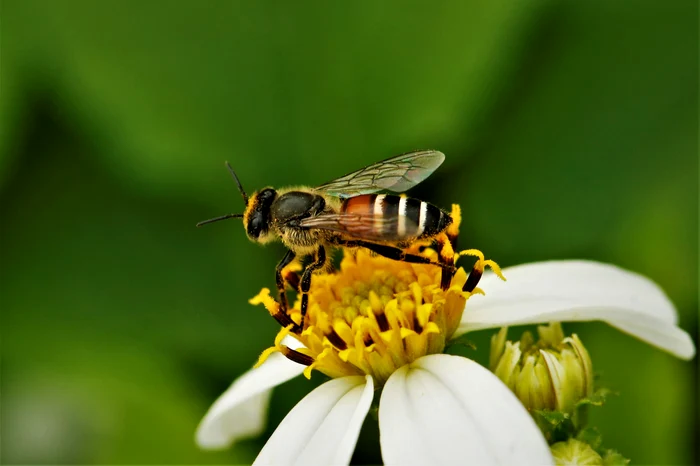 ---------Albine-pitice-roii-asiatice-o-specie-invaziv-descoperite-n-premier-n-Europa