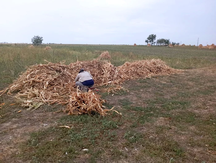 ---------Cum-s-a-schimbat-viaa-ranilor-transformai-n-prestatori-casnici-Parc-eti-patron-la-tine-pe-firm-Dac-ai-chef-munceti-dac-nu-nu