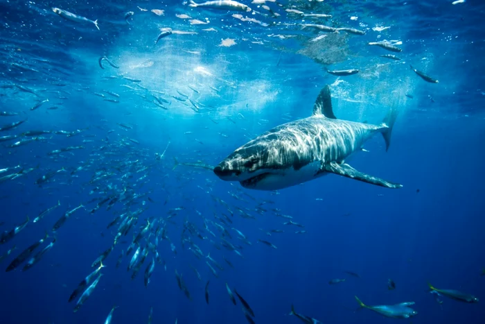 ---------Fenomen-straniu-n-ocean-Un-rechin-de-patru-metri-lungime-a-fost-mncat-de-un-prdtor-misterios