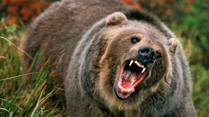 ---------O-fat-de-14-ani-nsrcinat-i-un-brbat-de-68-de-ani-atacai-de-urs-n-judeul-Braov-S-a-transmis-mesaj-RO-Alert