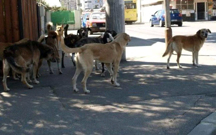 ---------Tragedie-n-Harghita-Un-copil-de-11-ani-a-murit-dup-ce-a-fost-atacat-de-cini
