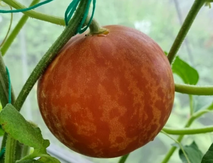 ---------Un-pepene-rar-din-India-cu-gust-de-ngheat-de-vanilie-a-fost-aclimatizat-n-Romnia-Poate-fi-folosit-i-ca-un-odorizant-natural