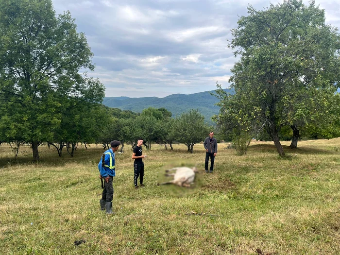 ---------Un-urs-a-sfiat-o-vac-la-o-stn-din-judeul-Vlcea-Animalul-slbatic-nu-a-fost-gsit