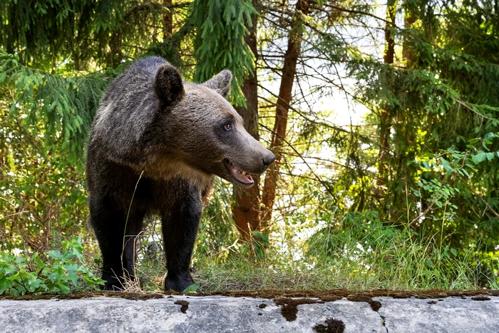---------Vntoare-de-uri-n-Covasna-Zeci-de-animale-vor-fi-mpucate-pn-la-finalul-anului-conform-noii-legi