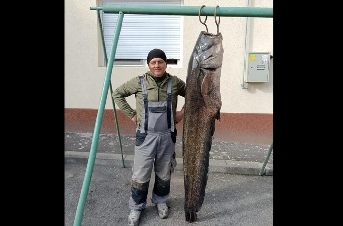---------Captur-impresionant-fcut-de-un-pescar-din-Timi-Lupta-cu-monstrul-a-durat-peste-o-or