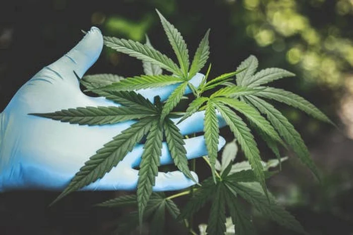 ---------Proiectul-privind-legalizarea-canabisului-n-Romnia-a-fost-respins-de-Comisia-de-Sntate-din-Camera-Deputailor