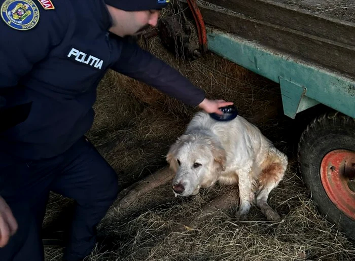 ---------Un-brbat-s-a-trezit-cu-poliia-acas-dup-ce-i-a-abandonat-cinele-Cum-au-ajuns-oamenii-legii-s-i-aplice-apte-amenzi-n-valoare-total-de-5000-de-euro