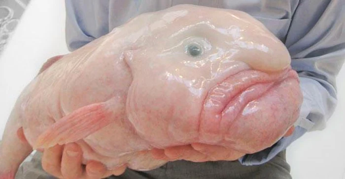 ---------Blobfish-catalogat-cel-mai-urt-animal-din-lume-ales-Petele-Anului-n-Noua-Zeeland