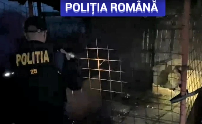 ---------Brbat-reinut-de-poliiti-dup-ce-a-pus-un-cine-s-se-lupte-cu-un-porc-mistre