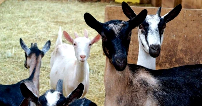 ---------Cum-recunoatem-febra-aftoas-la-vaci-oi-capre-i-porci-Boala-nu-afecteaz-omul-dar-produce-pagube-economice-importante