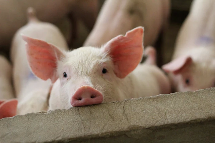 ---------Focar-de-pest-porcin-n-Vrancea-Aproape-dou-mii-de-animale-urmeaz-s-fie-eutanasiate