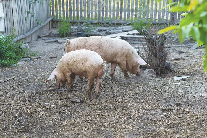 ---------Focare-de-pest-porcin-n-dou-comune-din-Buzu-Zeci-de-porci-sacrificai