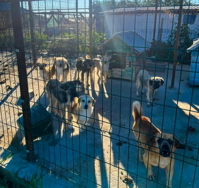 Foto----------Protecia-Animalelor-face-percheziii-la-o-proprietate-din-Giurgiu-o-femeie-cercetat-pentru-codotomie-i-ucidere-ilegal-a-animalelor