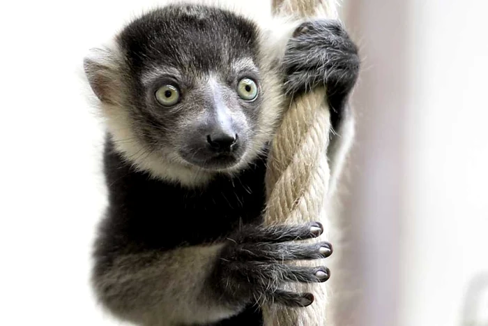 ---------Lemur-de-Madagascar-de-la-Grdina-Zoologic-din-Clrai-furat-de-un-tnr-Animalul-a-fost-gsit-ntr-un-imobil-abandonat-legat-de-picioare-