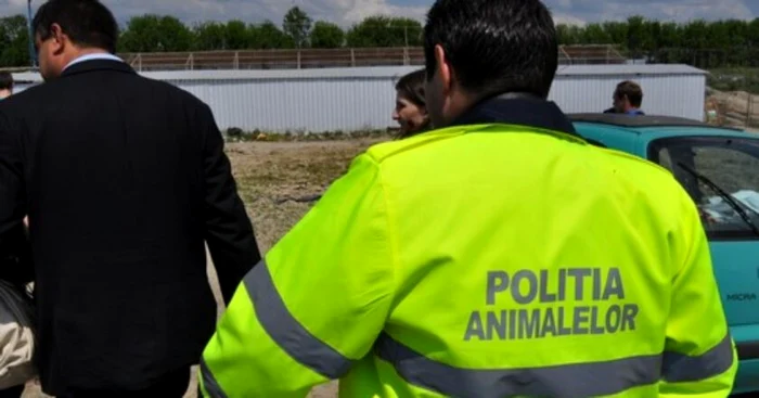 ---------O-pisic-maidanez-btut-cu-slbticie-de-trei-tineri-la-Reia-Poliia-animalelor-s-a-autosesizat-VIDEO