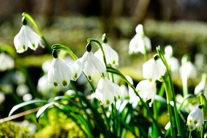 ---------Prognoza-meteo-joi-6-martie-Temperaturi-neobinuite-pentru-aceast-perioad-a-anului