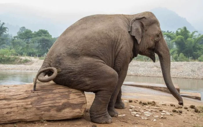 ---------Transformarea-excrementelor-de-animale-n-descendeni-proiectul-care-ar-putea-salva-speciile-pe-cale-de-dispariie