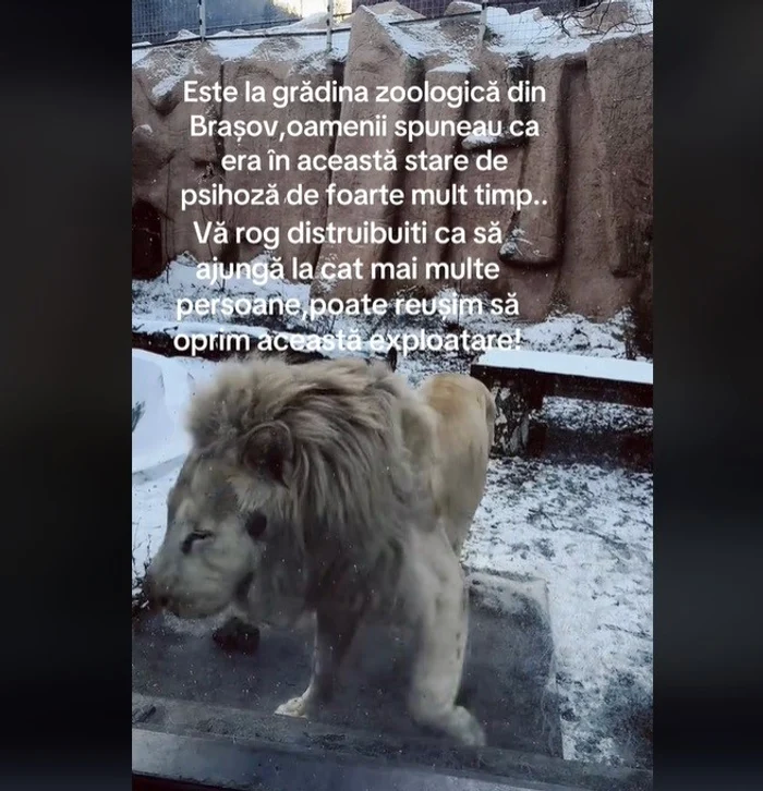 Video----------Ce-se-tie-despre-leul-aflat-n-stare-de-psihoz-Rspunsul-dat-de-reprezentanii-Zoo-Braov