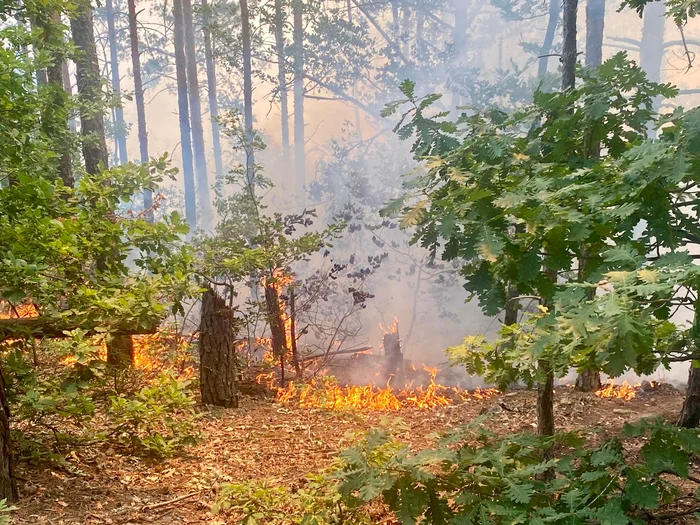Video----------Incendiu-la-o-pdure-valoroas-de-pin-din-Parcul-Natural-Porile-de-Fier-Dou-aeronave-Spartan-au-fost-trimise-n-sprijinul-pompierilor-VIDEO