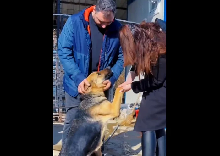 Video----------Povestea-celuei-pierdut-de-Crciun-din-cauza-petardelor-i-gsit-la-20-de-kilometri-distan-Lassie-s-a-ntors-acas