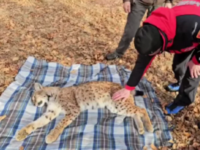 Video----------Salvamontitii-au-recuperat-un-rs-czut-ntr-o-fntn-de-peste-10-metri-Starea-n-care-se-afl-felina