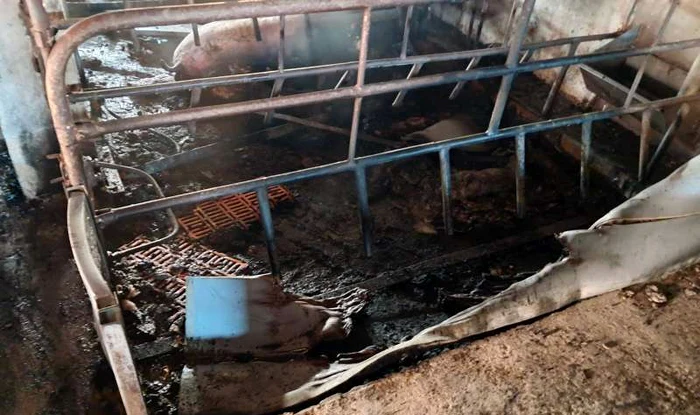 ---------Zeci-de-purcei-au-murit-ari-de-vii-ntr-un-incendiu-la-o-ferm-din-Satu-Mare-Ali-600-au-fost-salvai