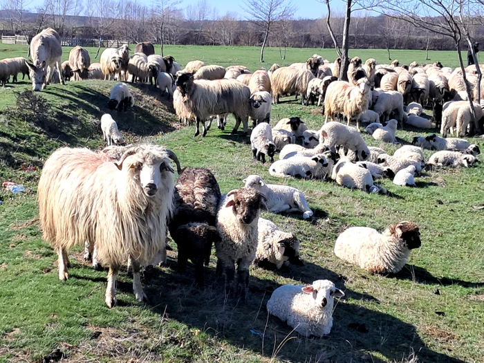 ---------Interdicia-livrrii-de-ovine-vii-din-Romnia-pe-piaa-comunitar-prelungit-pn-n-septembrie
