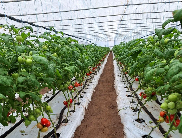 ---------Preul-de-productor-al-roiilor-romneti-de-dou-ori-mai-mic-dect-n-piee-Dac-intermediarii-ar-lua-un-profit-mai-mic-ar-fi-un-rulaj-mai-mare