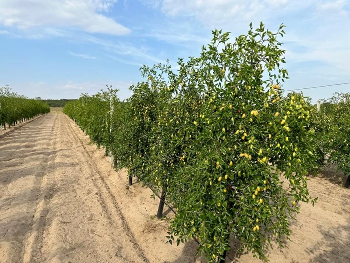 ---------Speciile-care-rezist-la-secet-i-nghe-mai-bine-dect-caiii-i-piersicii-Putem-transforma-aceste-soluri-srace-n-paradis-agricol-