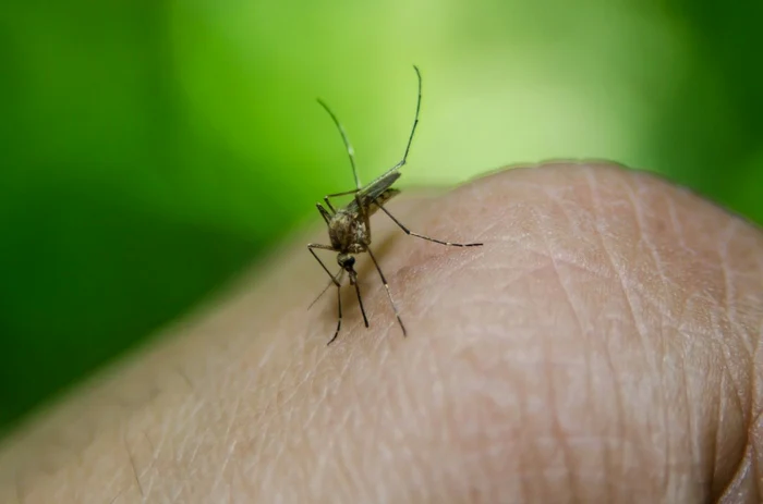 ---------Un-brbat-de-57-de-ani-infectat-cu-virusul-West-Nile-este-n-stare-grav-la-ATI-n-Timioara-Autoritile-au-deschis-o-anchet