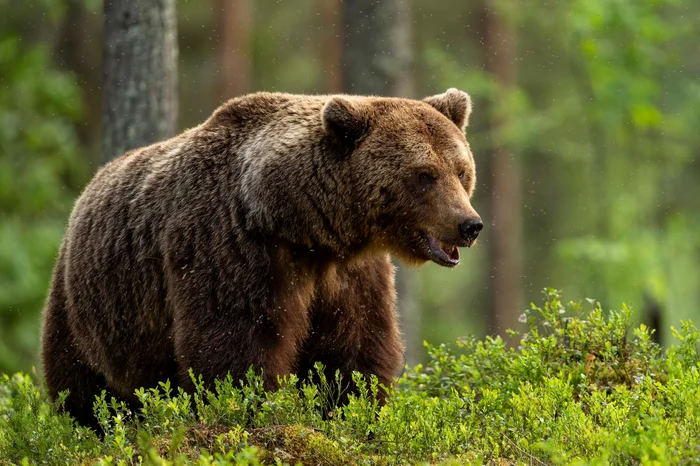 ---------Un-urs-a-fost-vzut-n-centrul-staiunii-Buteni-Localnicii-au-primit-mesaje-RO-Alert