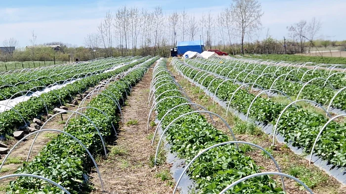 Video----------Un-ardean-care-a-investit-5000-euro-n-plantaia-de-cpuni-a-rmas-din-nou-fr-recolt-Am-stropit-am-avut-folie-anti-nghe