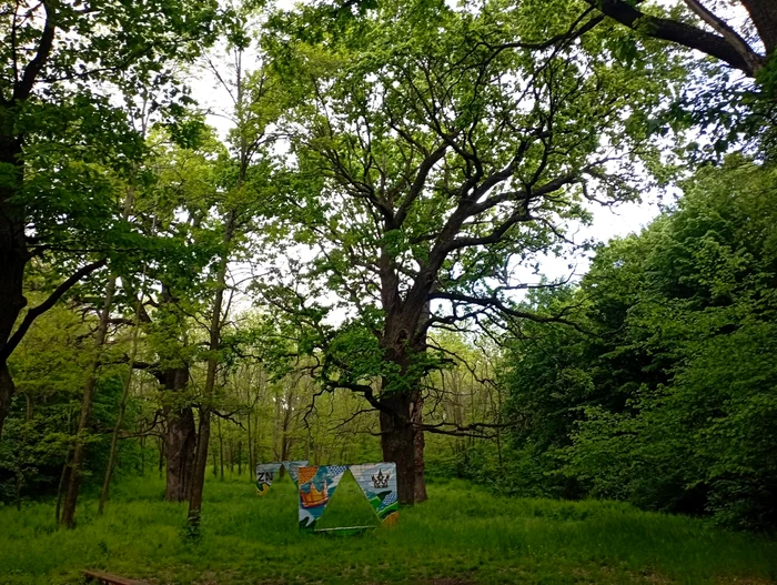 ---------Locul-de-basm-creat-de-tefan-cel-Mare-n-nordul-Moldovei-Paradisul-de-pe-malurile-Prutului-cu-arbori-vechi-de-jumtate-de-mileniu