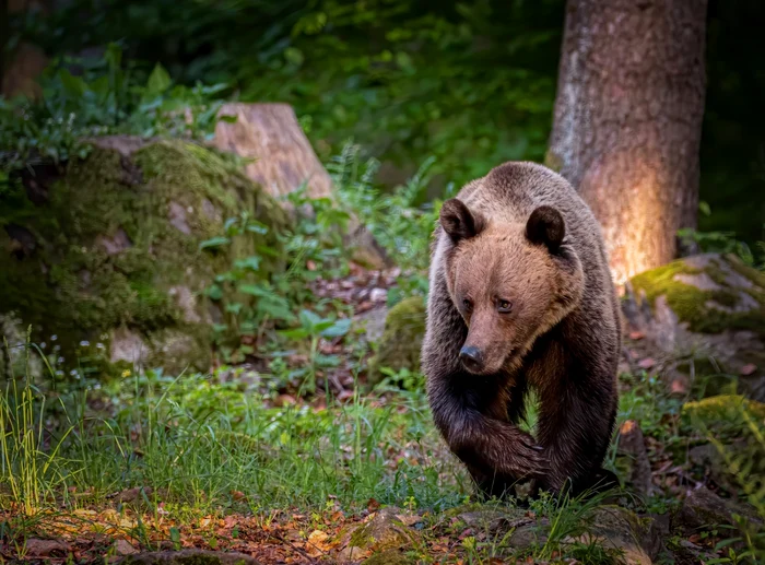 ---------Mesaje-Ro-alert-transmise-populaiei-dup-ce-un-urs-a-intrat-n-curtea-mnstirii-Sinaia